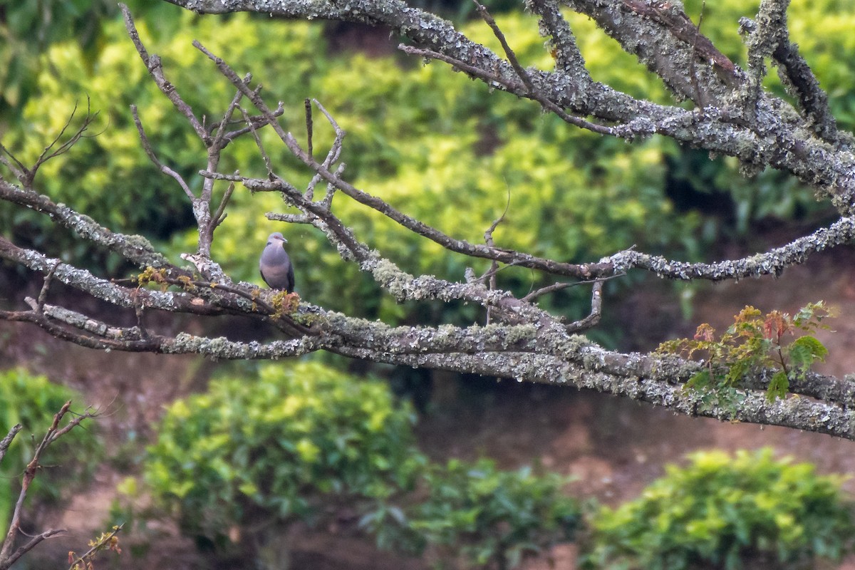 Dusky Turtle-Dove - ML468092701