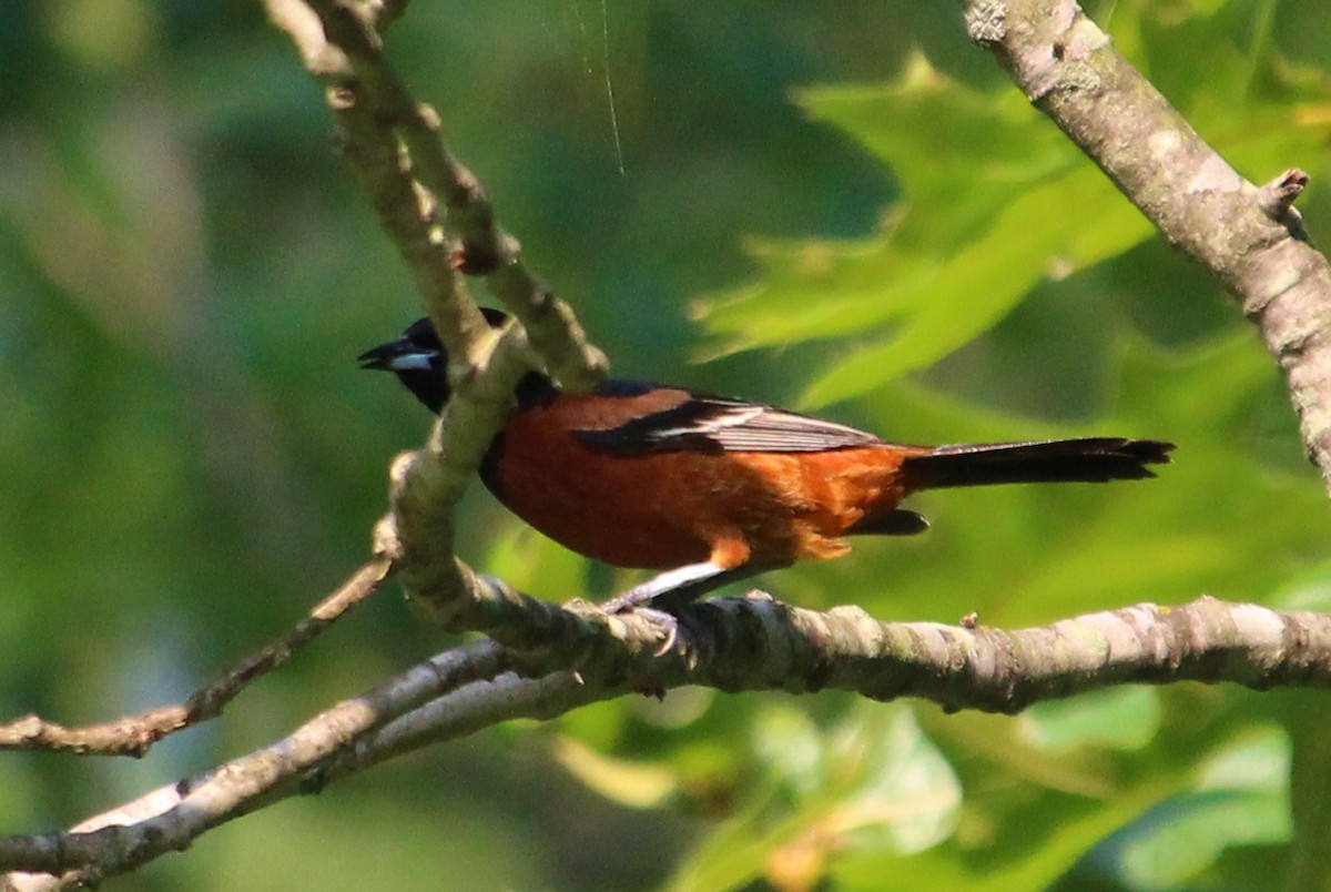 Orchard Oriole (Orchard) - ML46809281