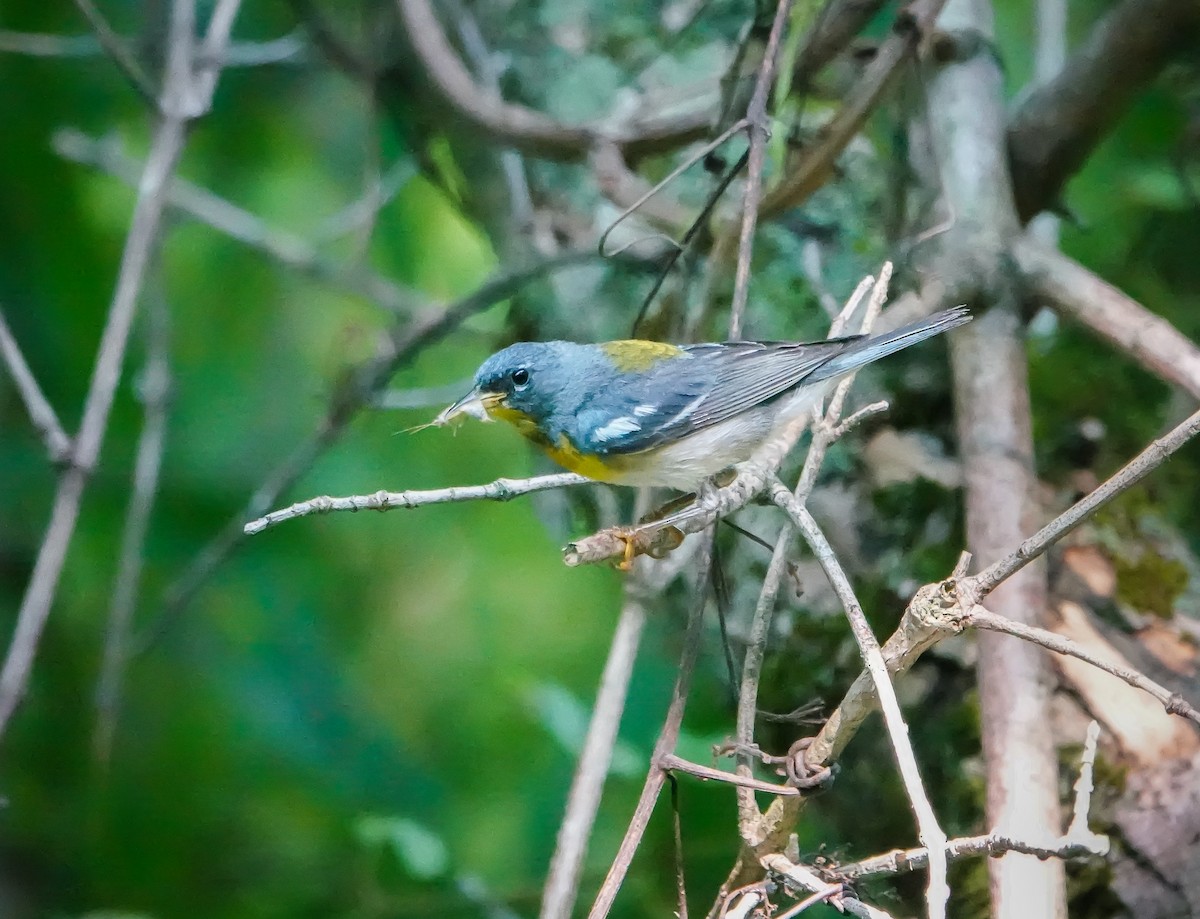 Northern Parula - ML468093161