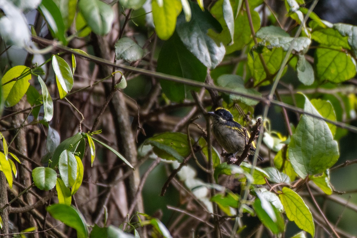 Western Tinkerbird - ML468093501