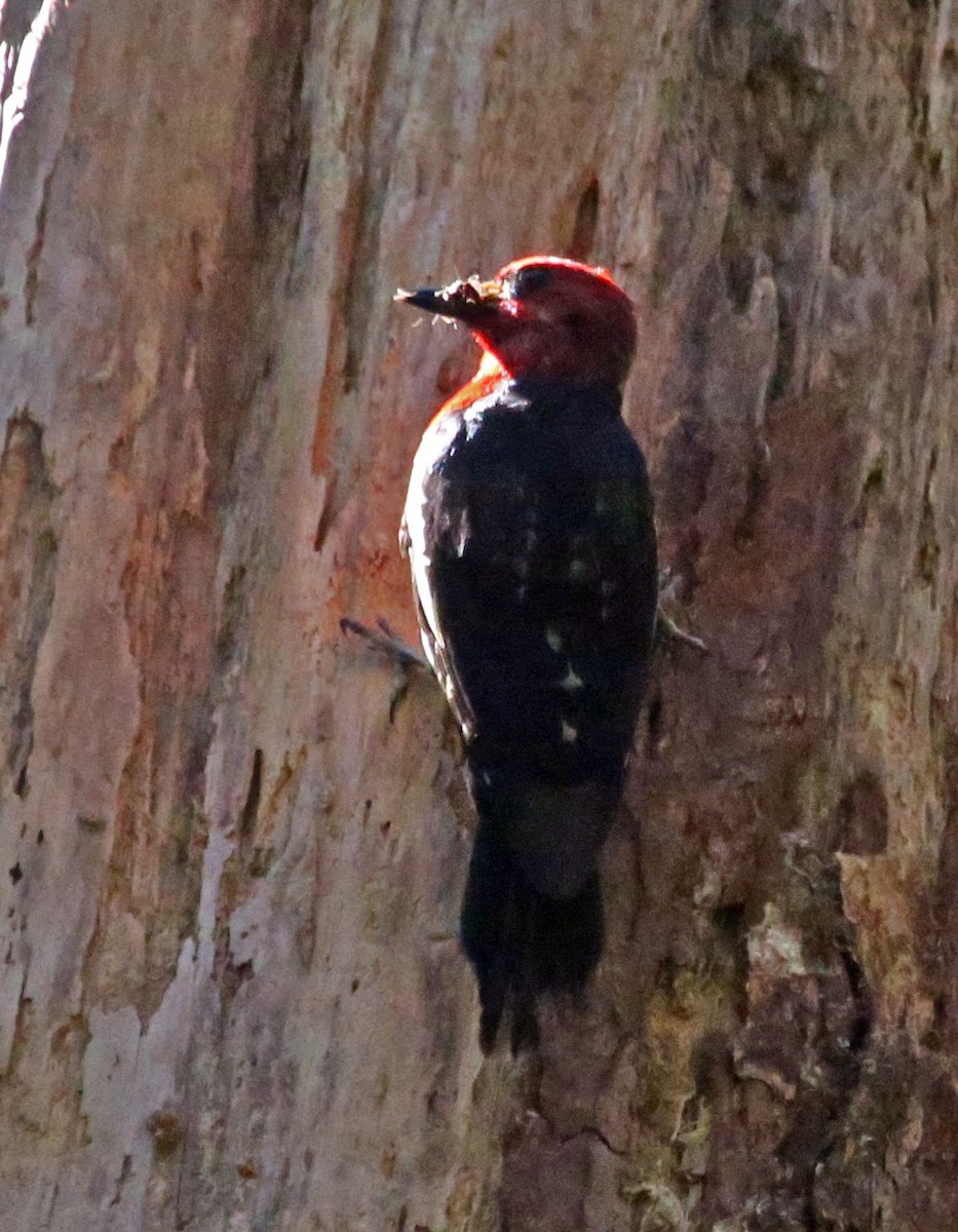 Red-breasted Sapsucker - ML468094391