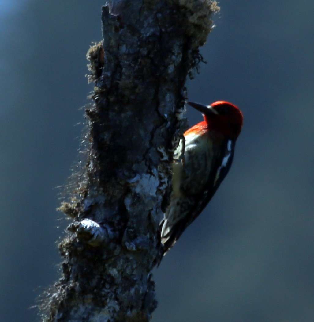 Red-breasted Sapsucker - ML468094401