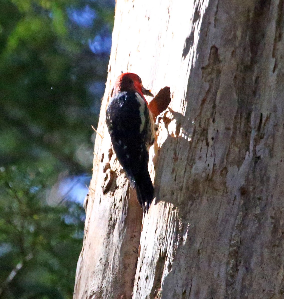 Red-breasted Sapsucker - ML468094421