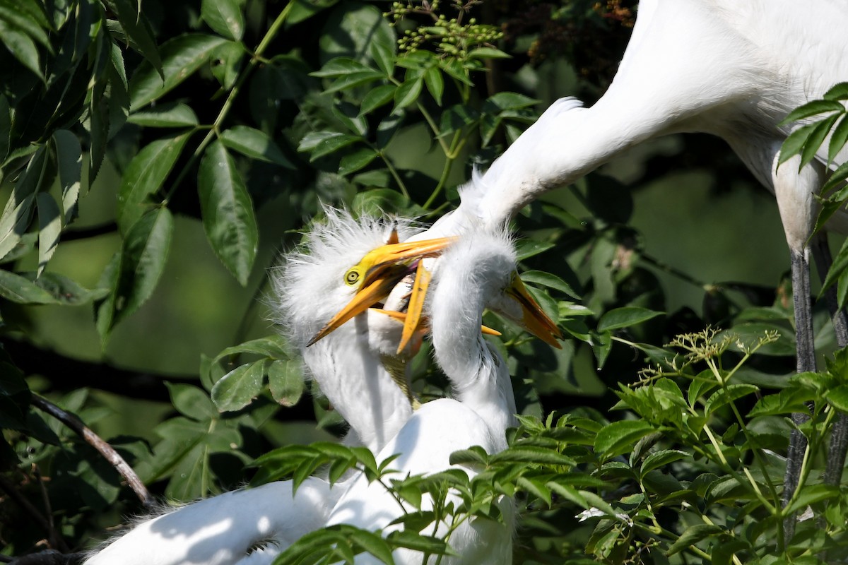 Great Egret - Dan O'Brien