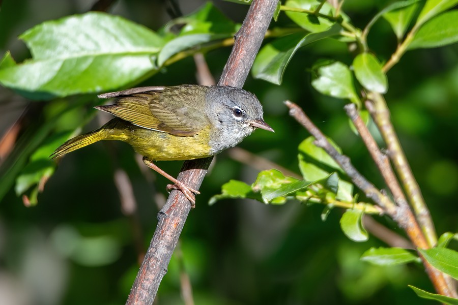 kjerrparula - ML468096171