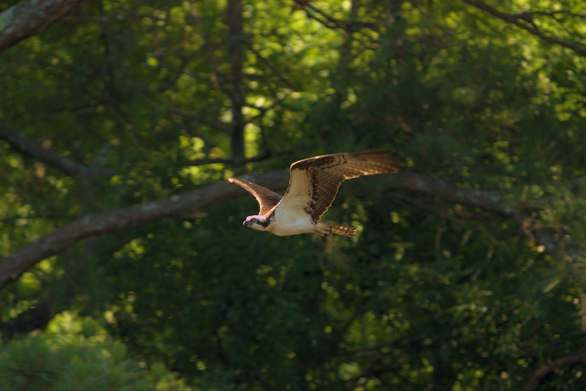 Osprey - ML468099661
