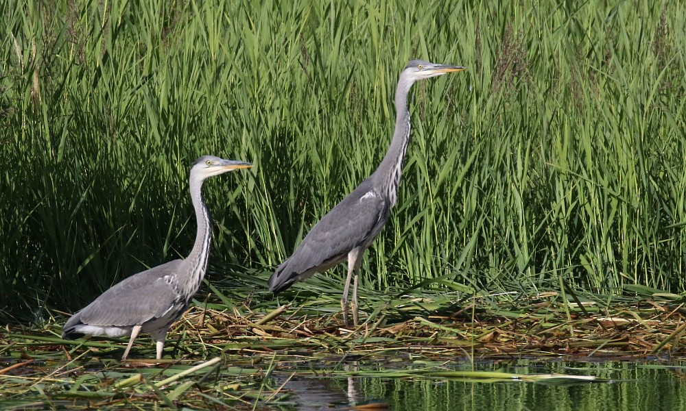 Gray Heron (Gray) - ML468100441