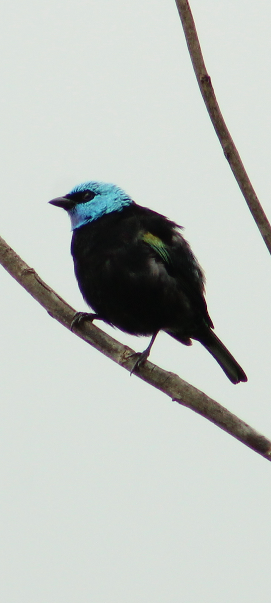 Blue-necked Tanager - ML468100951