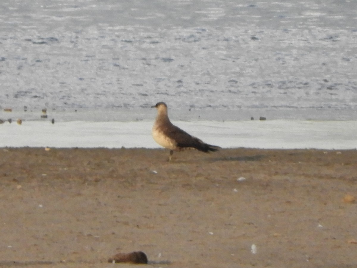 Parasitic Jaeger - Hector Chavez