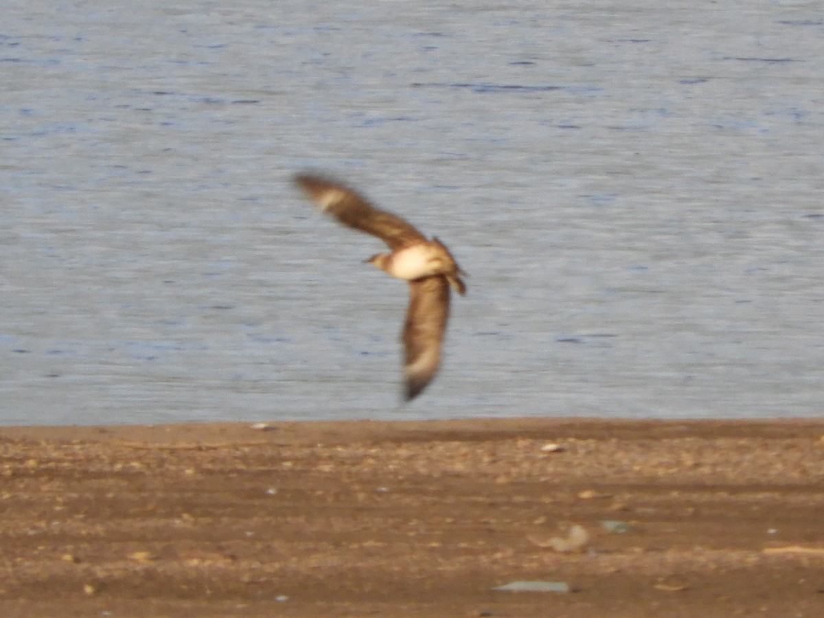 Parasitic Jaeger - ML468101081