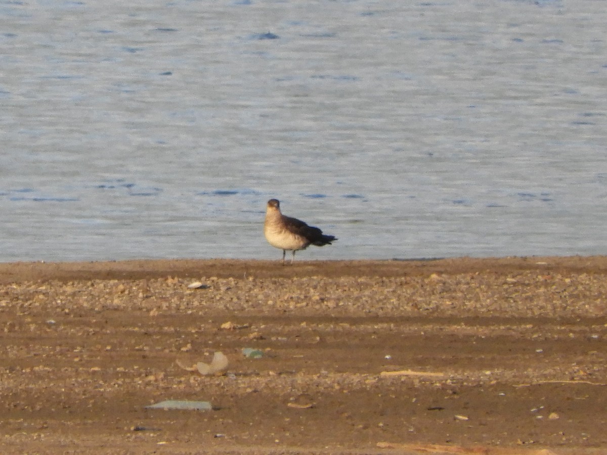 Parasitic Jaeger - ML468101141