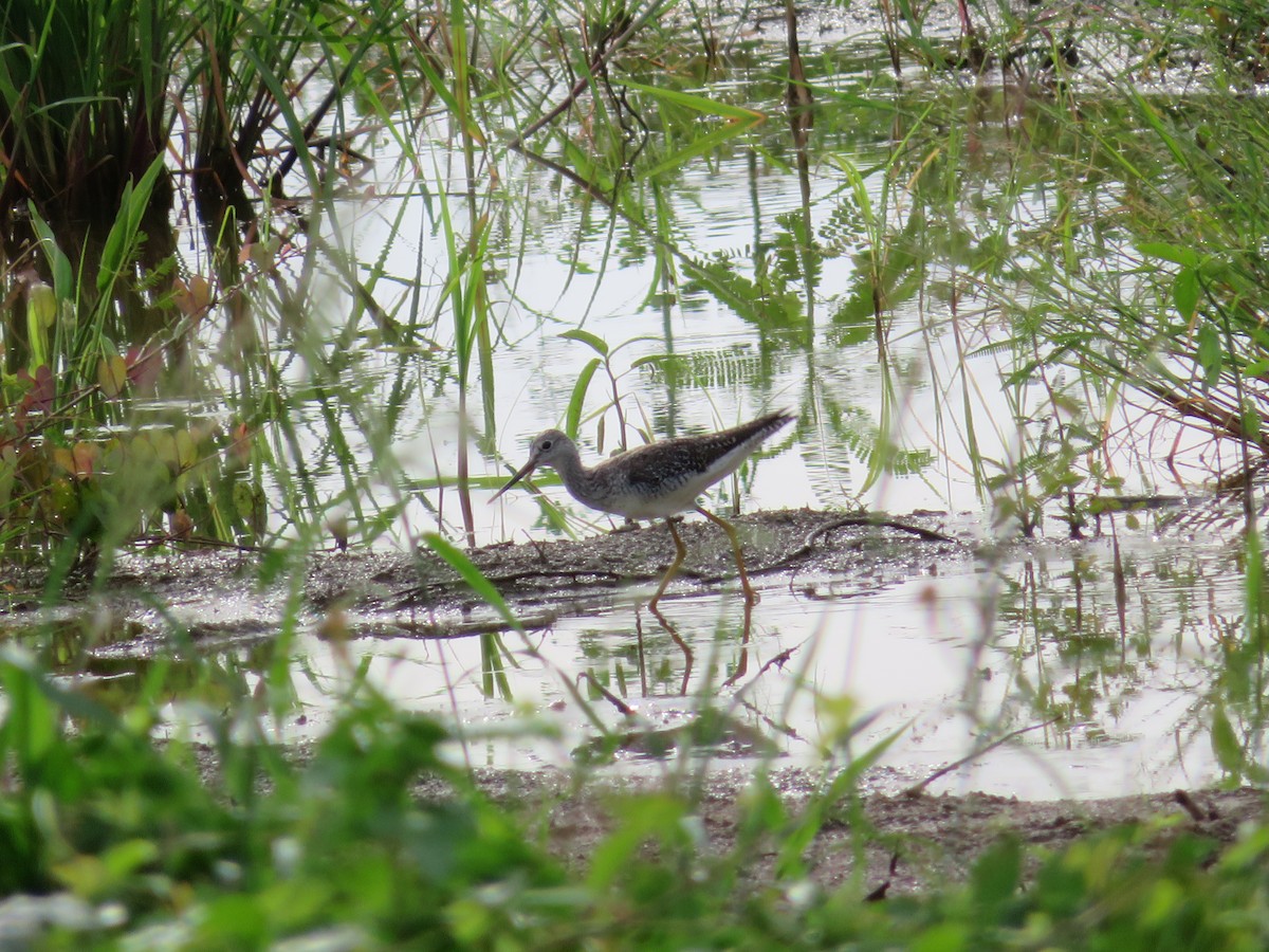 Greater Yellowlegs - ML468101371