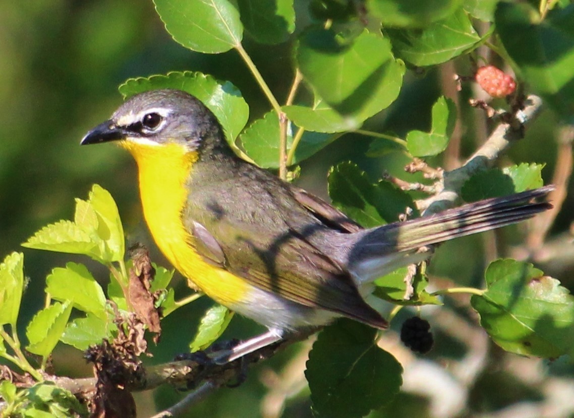 Yellow-breasted Chat - ML46810151