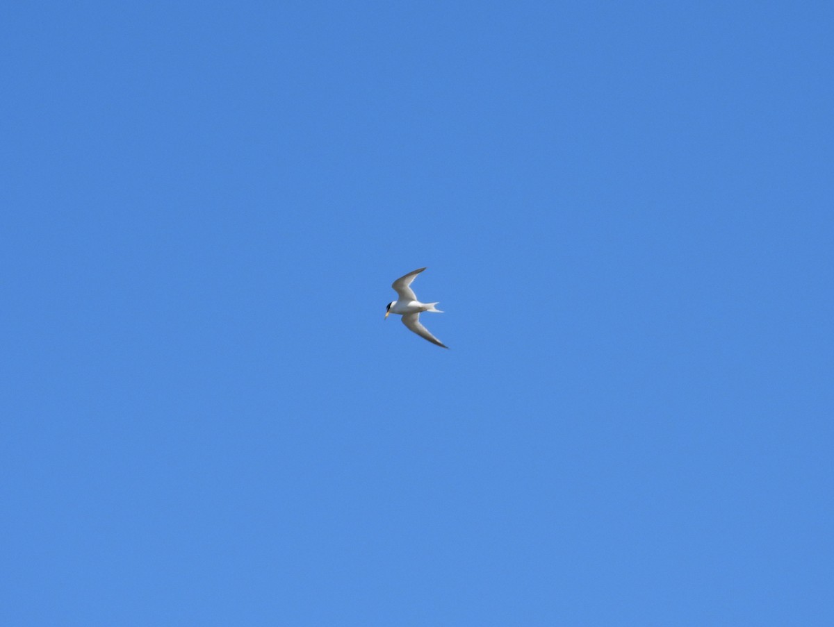 Least Tern - ML468101891