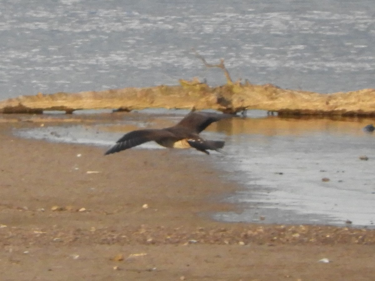 Parasitic Jaeger - ML468101931