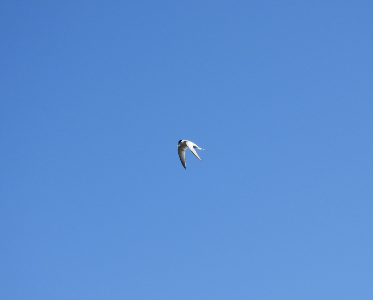Least Tern - ML468101961