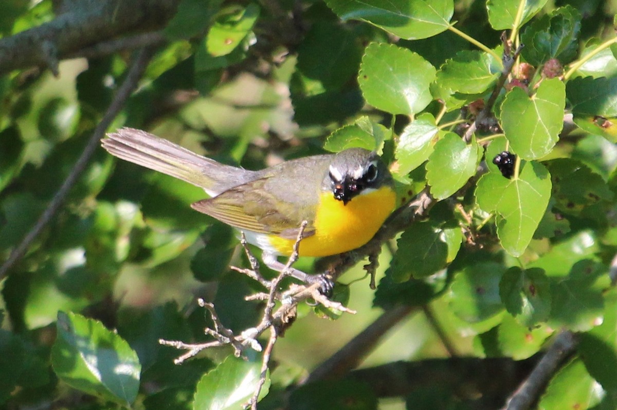 Yellow-breasted Chat - ML46810231