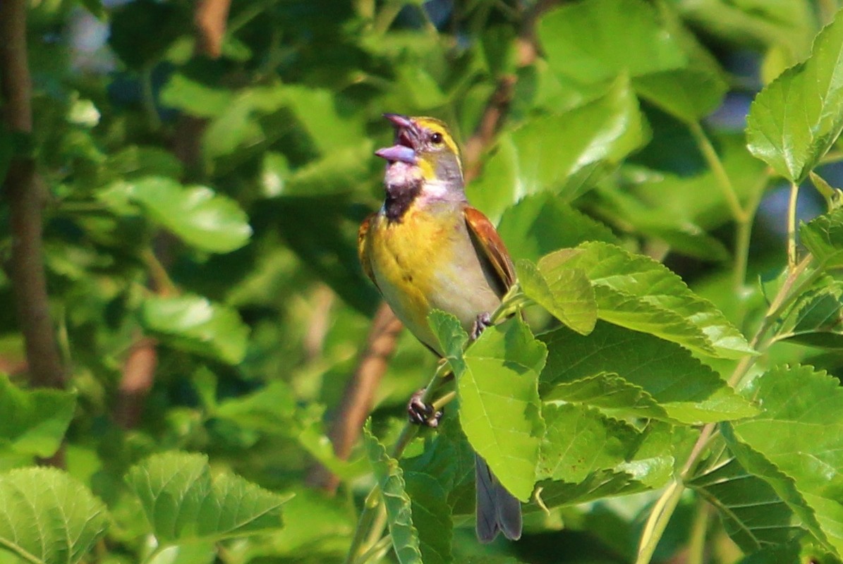 Dickcissel - Sue Smith