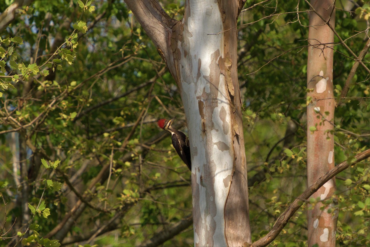 Pileated Woodpecker - ML468104221