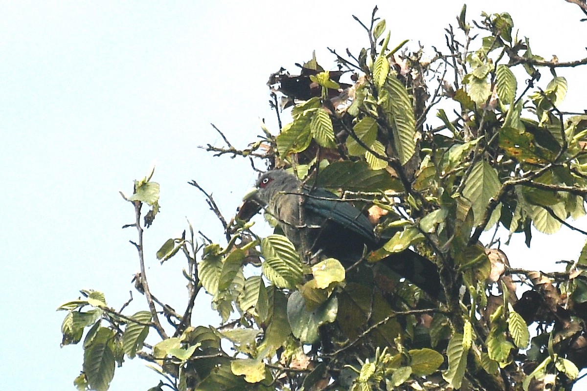 Black-bellied Malkoha - ML468106521