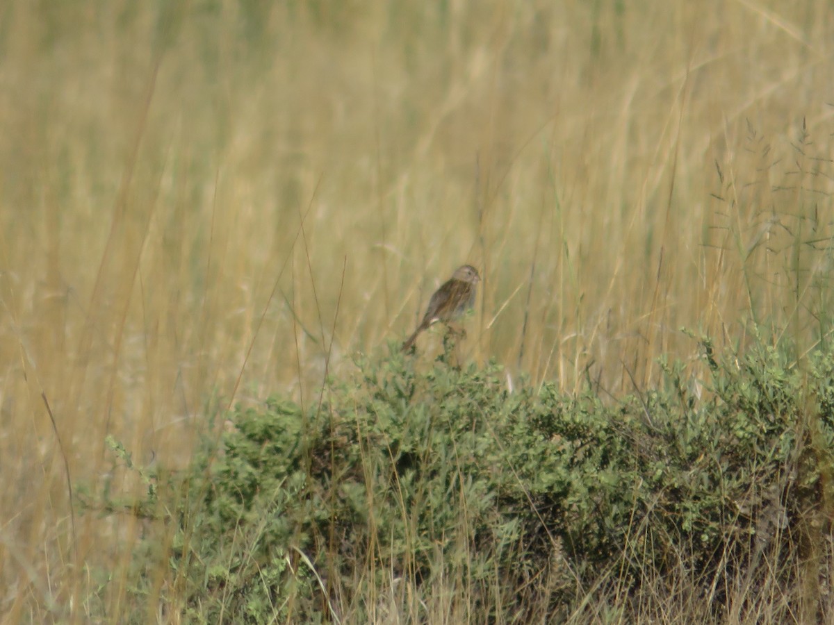 Brewer's Sparrow - Deena Mickelson