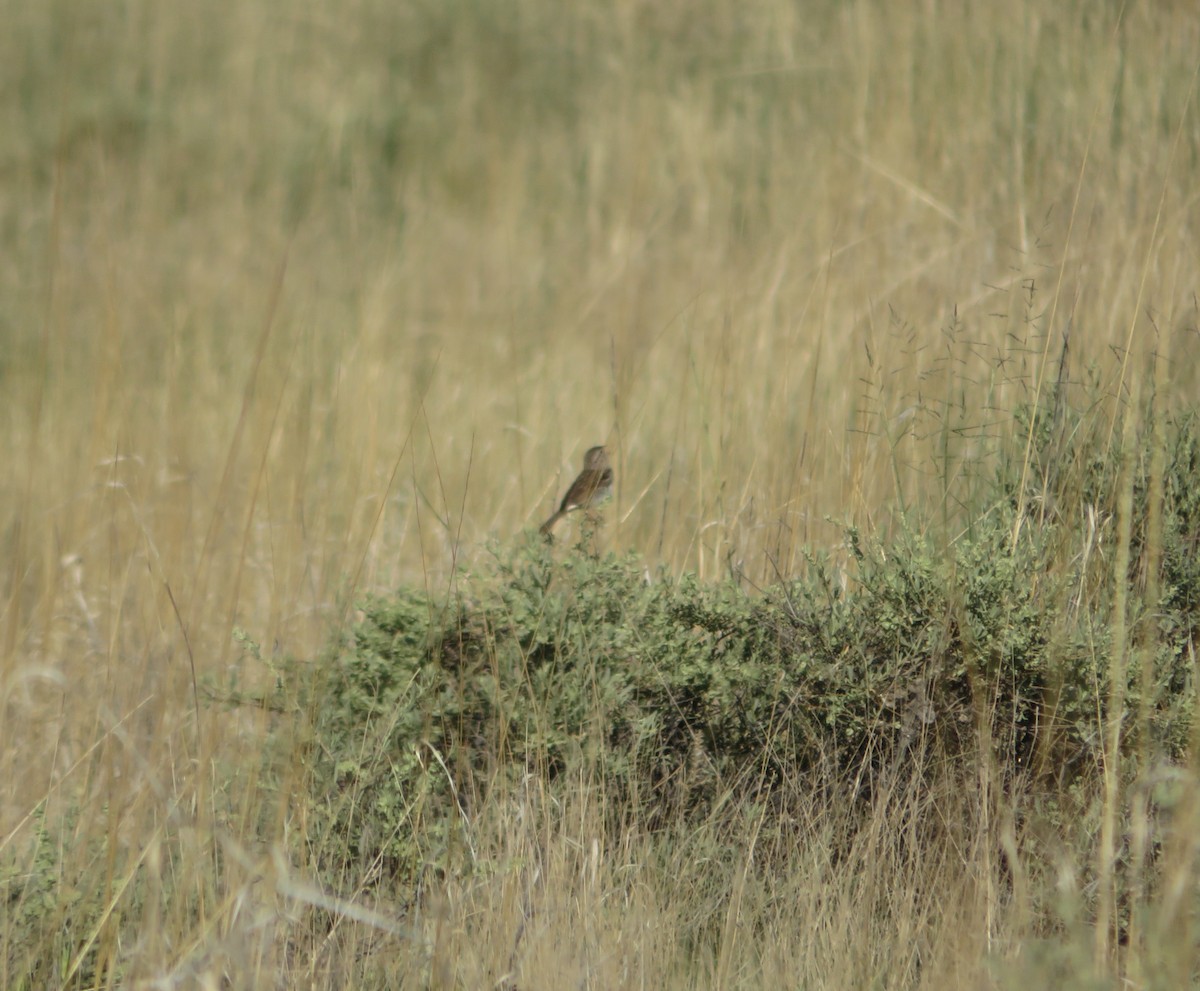 Brewer's Sparrow - Deena Mickelson