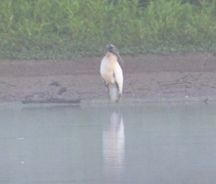 Wood Stork - ML468107491