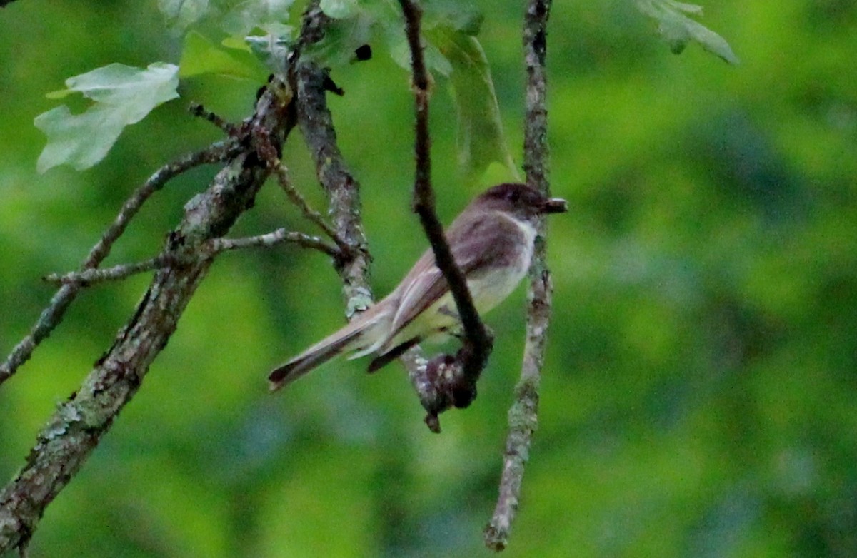 Eastern Phoebe - ML46810771