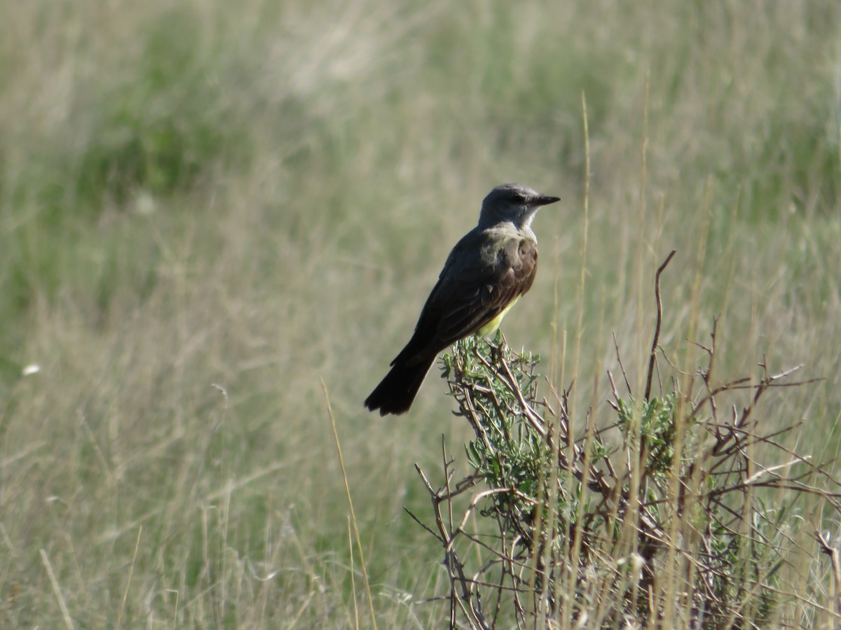 Western Kingbird - Deena Mickelson