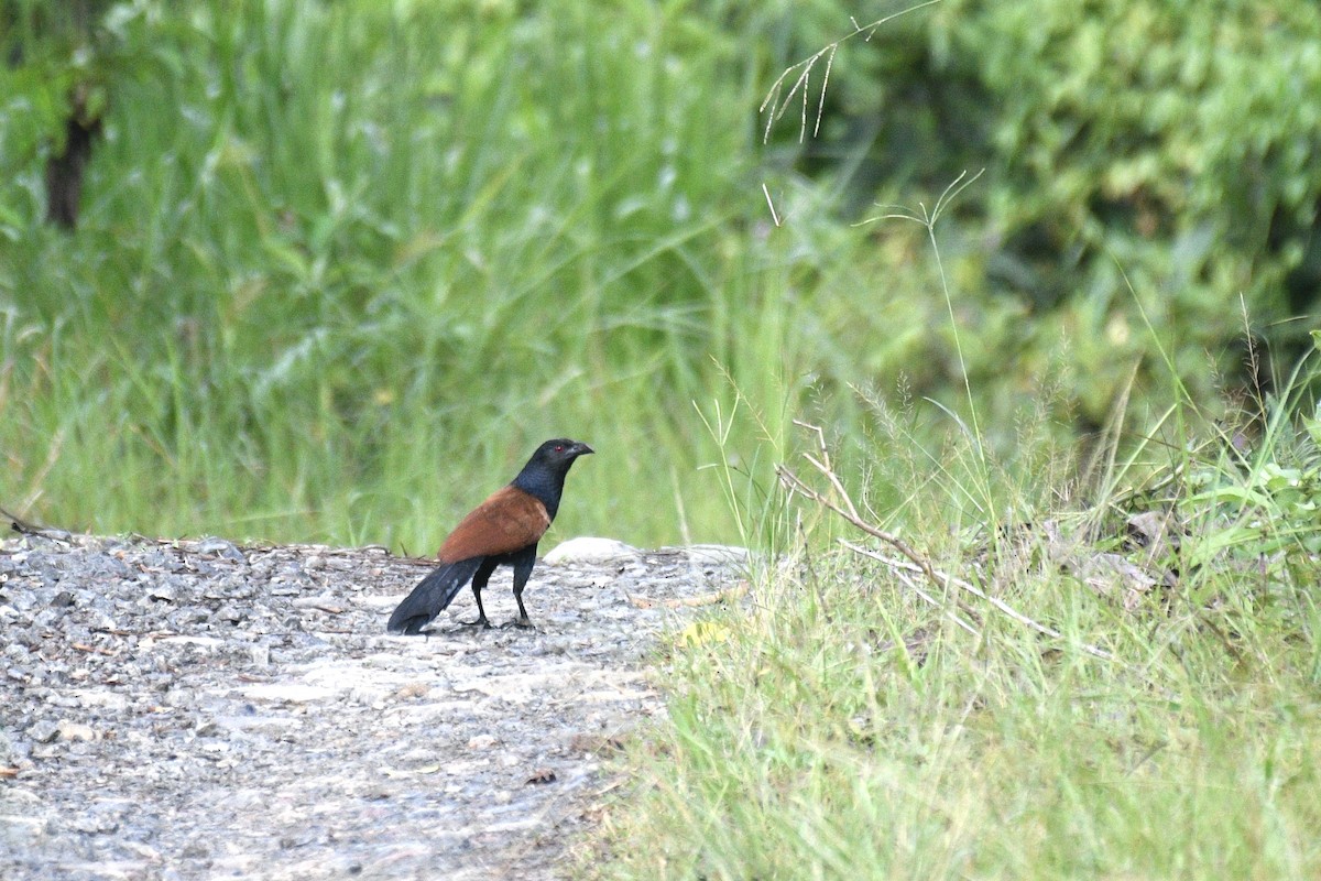 Greater Coucal - ML468110341