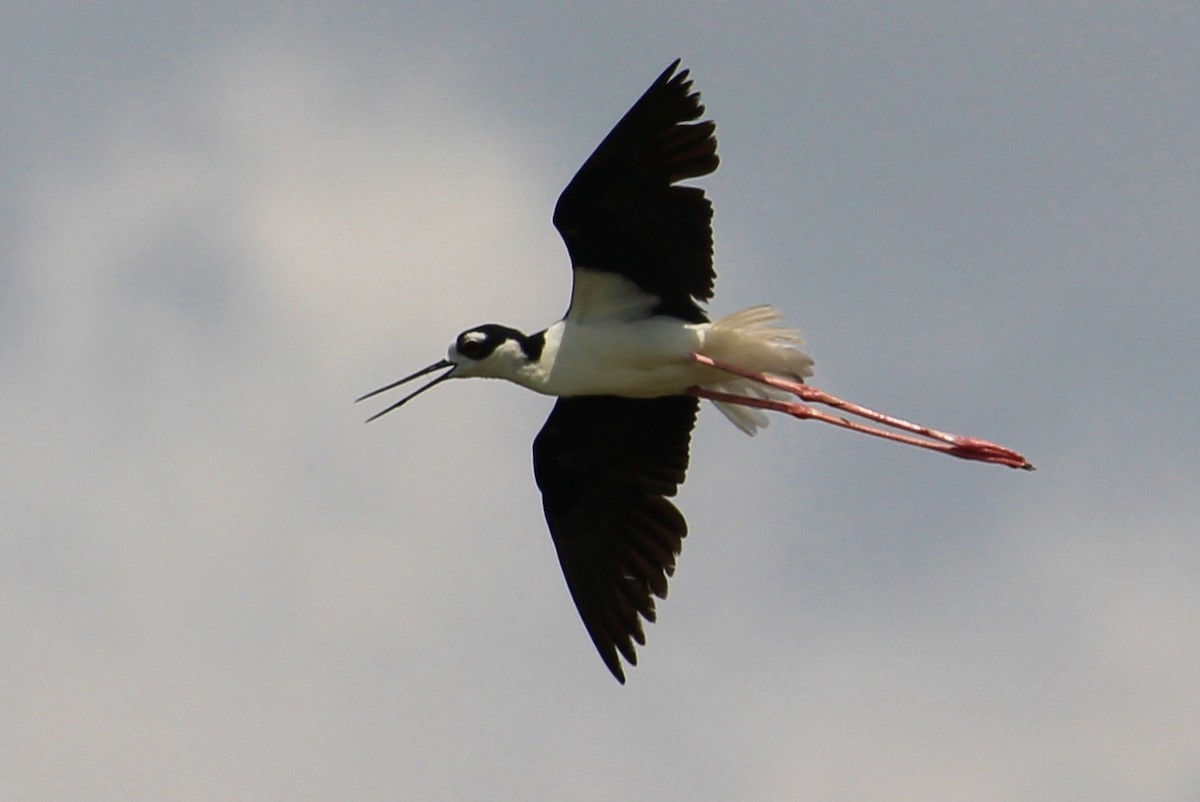 Black-necked Stilt (Black-necked) - Sue Smith