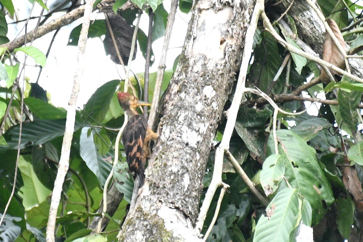 Orange-backed Woodpecker - ML468110611