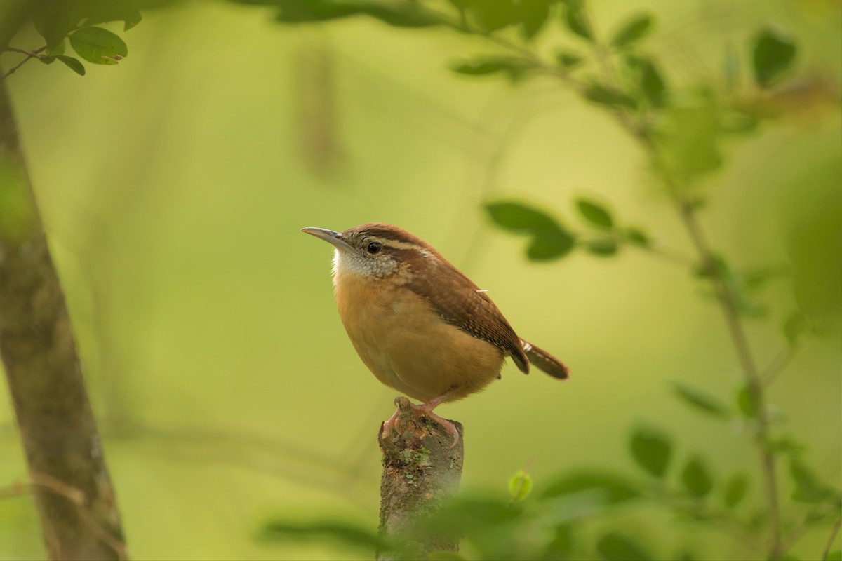 Carolina Wren - ML468111591