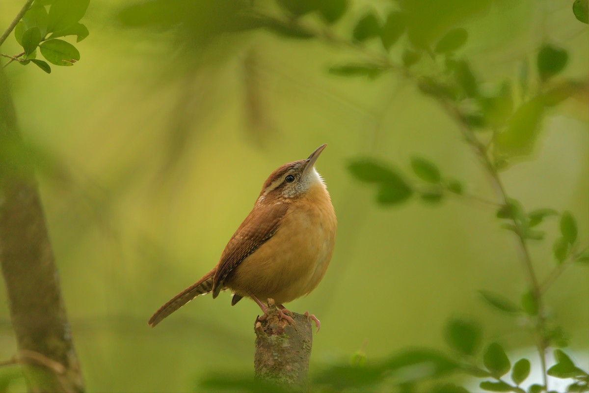 Carolina Wren - ML468111611