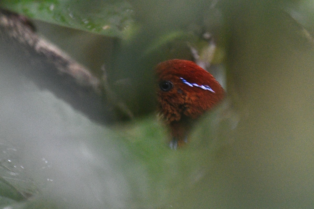 Blue-banded Pitta - Will Brooks