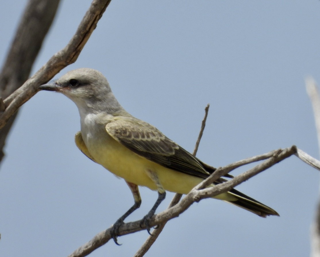 Western Kingbird - ML468113941