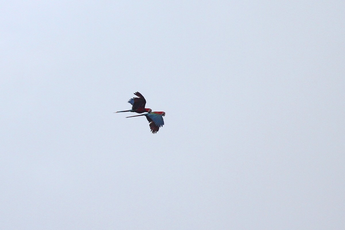 Red-and-green Macaw - ML468114271