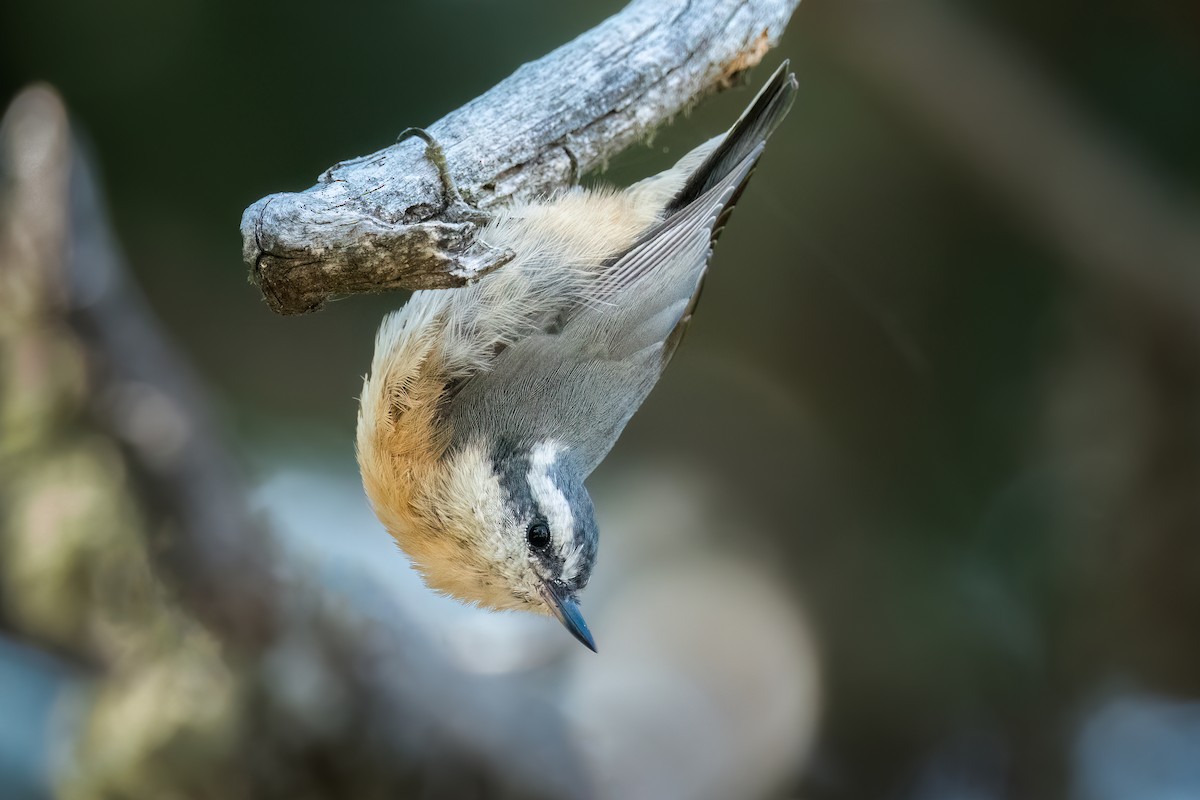 Red-breasted Nuthatch - ML468115981