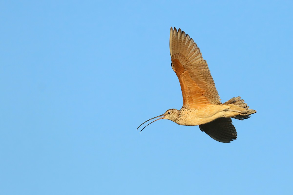 Long-billed Curlew - ML468116081