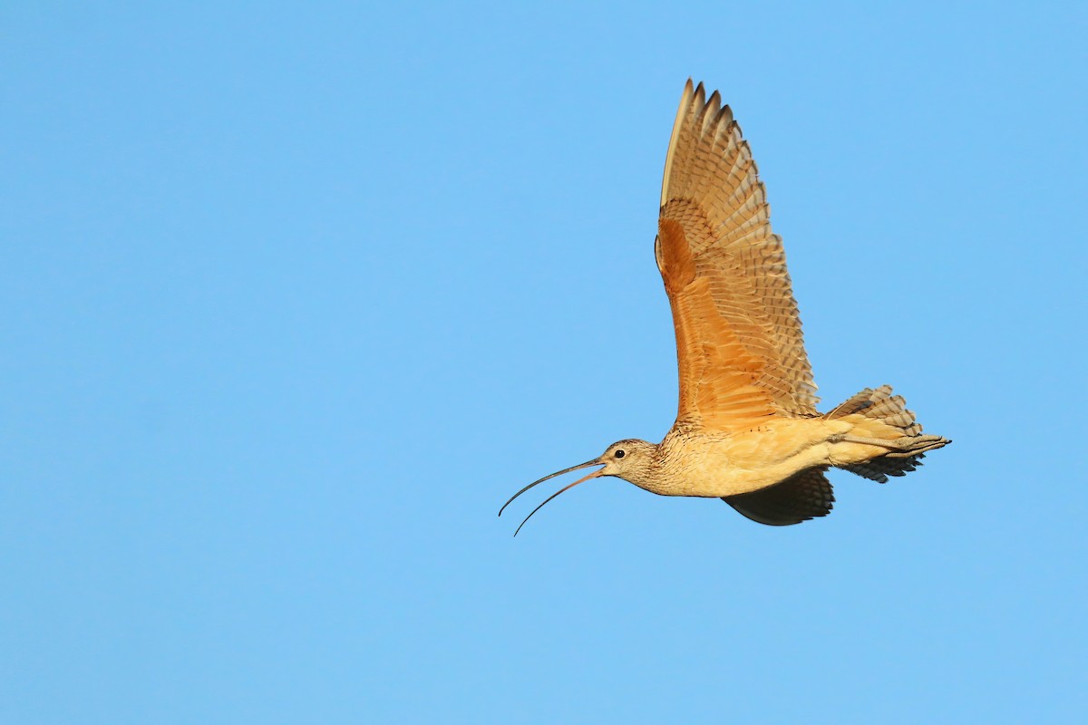 Long-billed Curlew - ML468116091