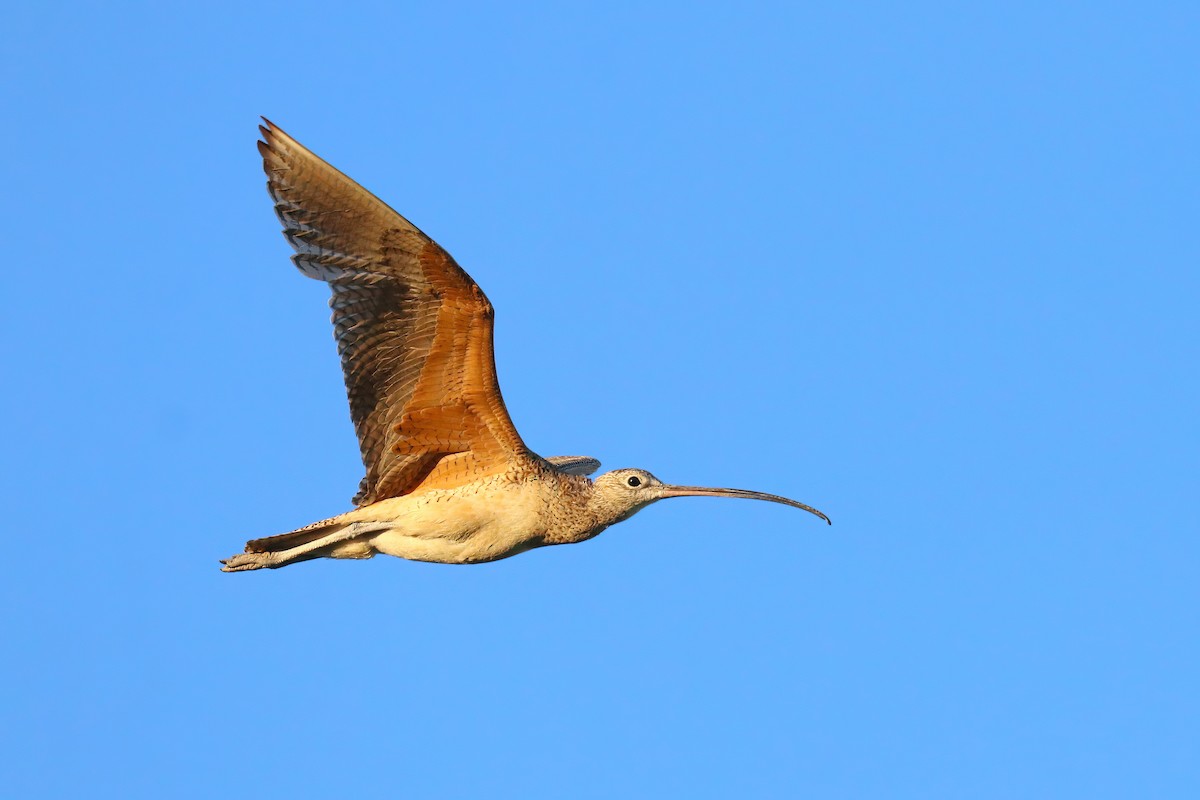 Long-billed Curlew - ML468116121