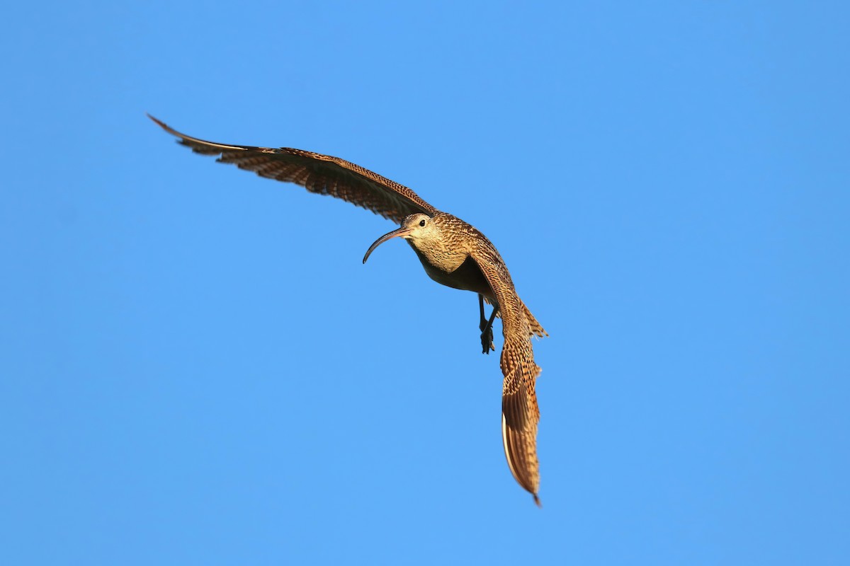 Long-billed Curlew - ML468116161