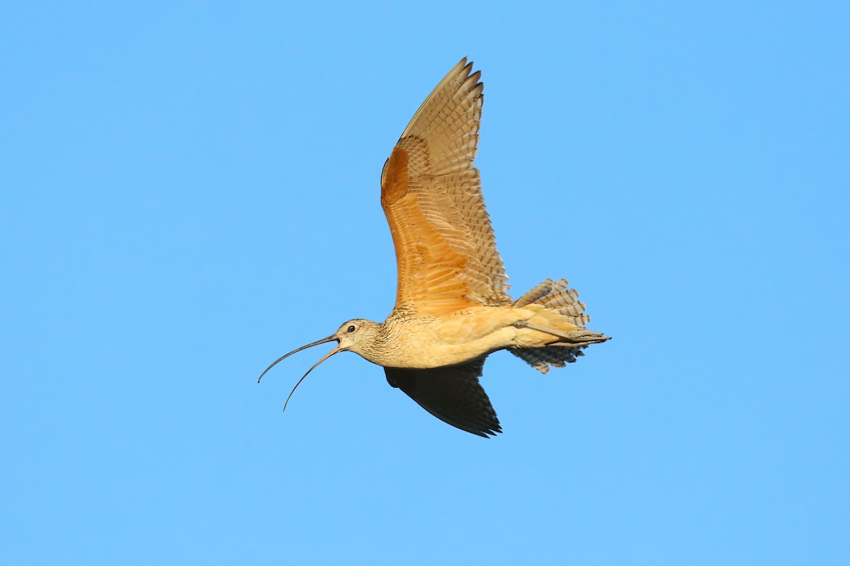 Long-billed Curlew - ML468116171