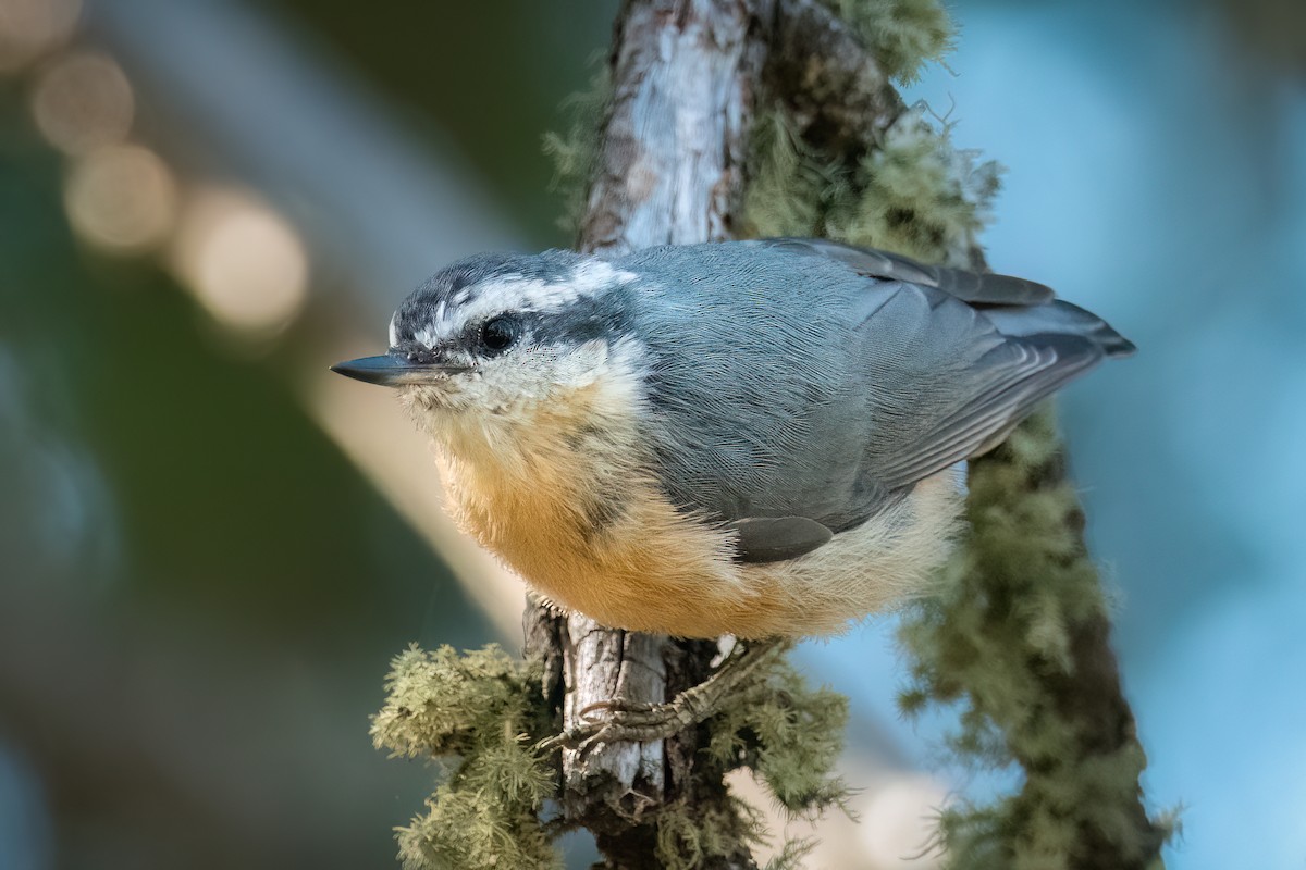 Red-breasted Nuthatch - ML468116331