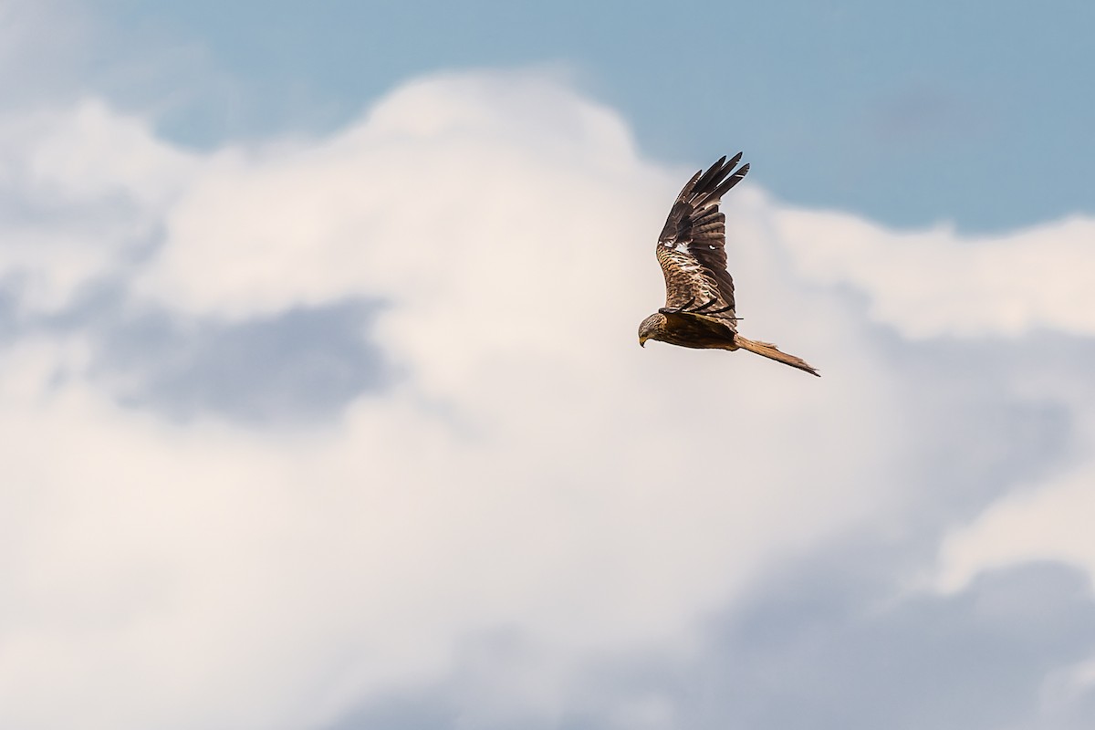 Red Kite - Gabi Uhrova