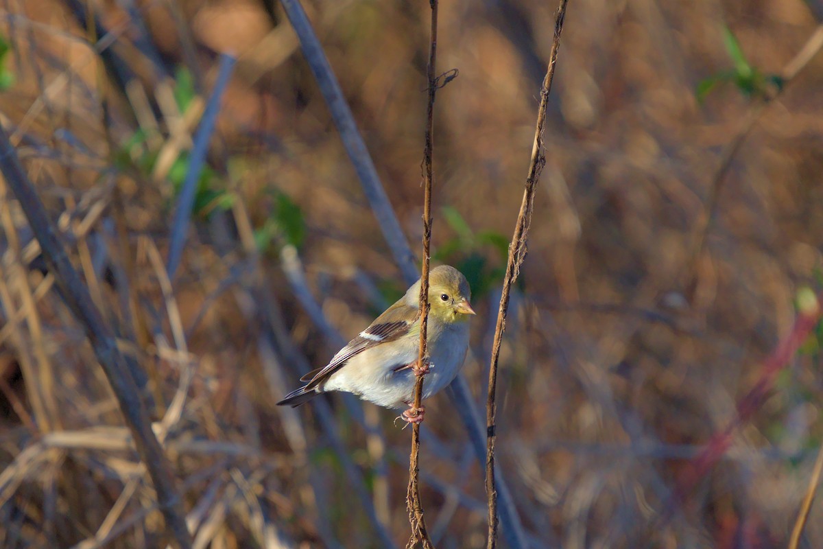 American Goldfinch - ML468116601