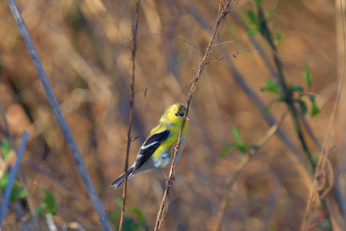 Chardonneret jaune - ML468116631