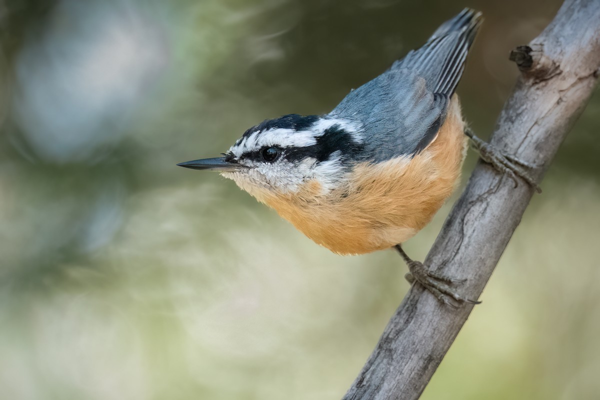 Red-breasted Nuthatch - ML468116641