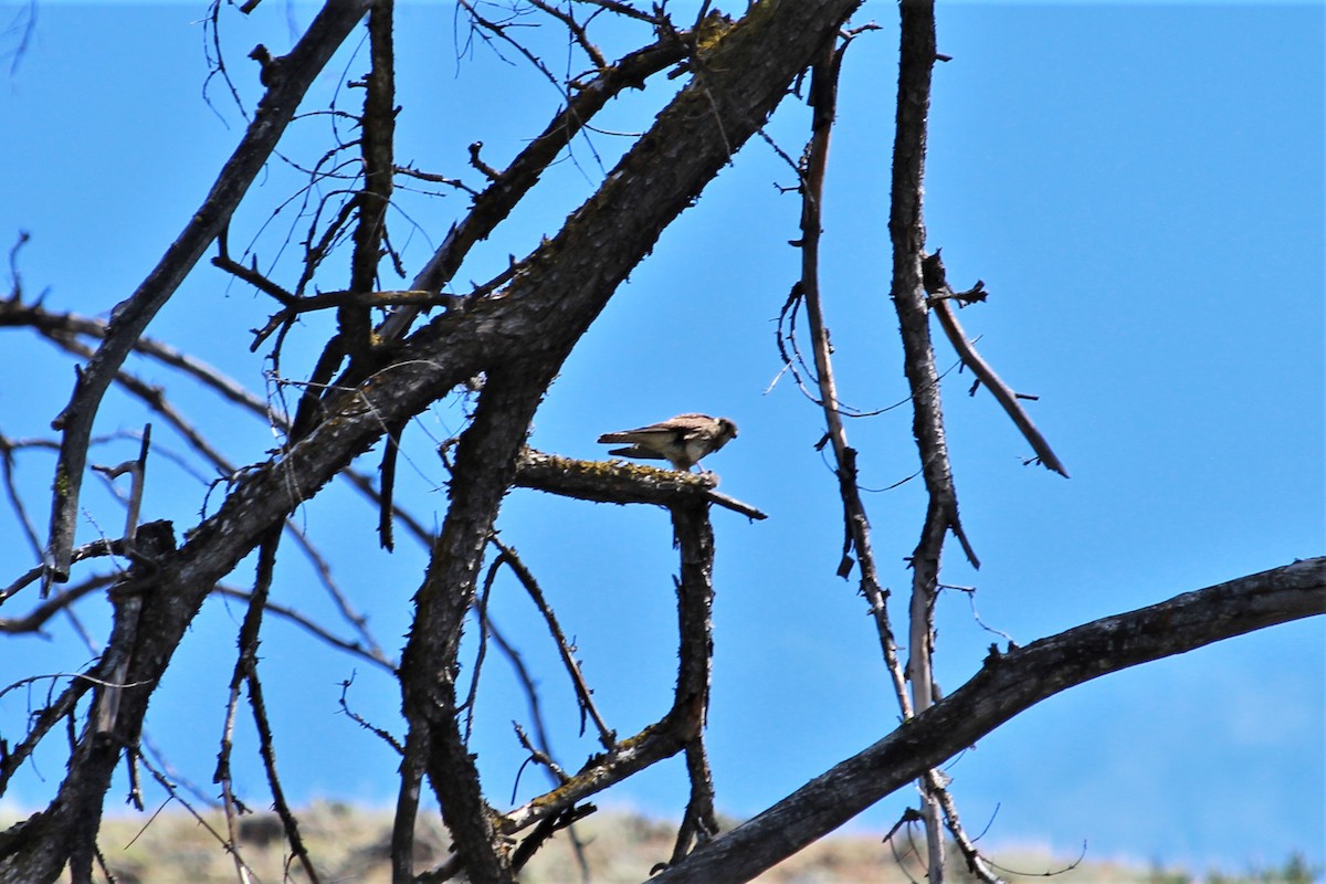 American Kestrel - ML468117951