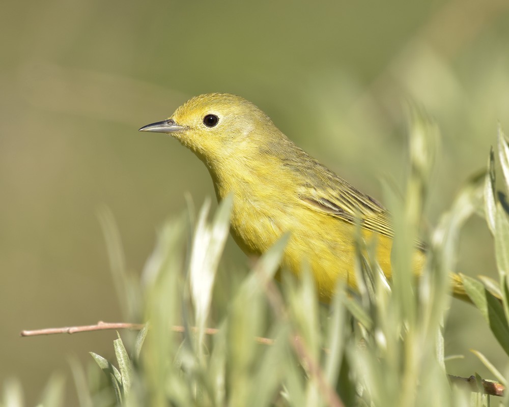 Yellow Warbler (Northern) - ML468120121